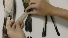 A guide holding a specimen tag of a whole bird study skin.